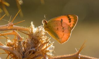 Mezopotamya Kolotisi (Colotis fausta)