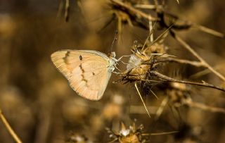 Mezopotamya Kolotisi (Colotis fausta)