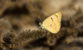 Mezopotamya Kolotisi (Colotis fausta)