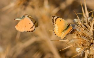 Mezopotamya Kolotisi (Colotis fausta)