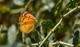 Mezopotamya Kolotisi (Colotis fausta)