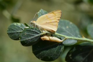 Mezopotamya Kolotisi (Colotis fausta)