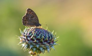 Aa Esmeri (Kirinia roxelana)