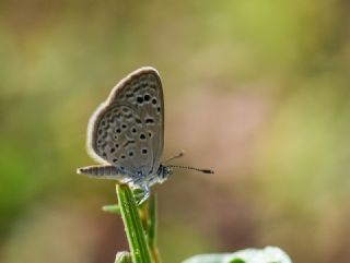 Karsandra (Zizeeria karsandra)