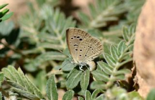 Karsandra (Zizeeria karsandra)