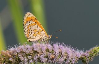 Gzel parhan (Melitaea trivia)