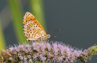 Gzel parhan (Melitaea syriaca)