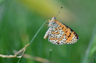 Gzel parhan (Melitaea trivia)