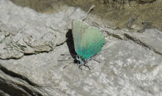 Anadolu Zmrt (Callophrys paulae)