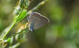 Sevbeni (Satyrium abdominalis)