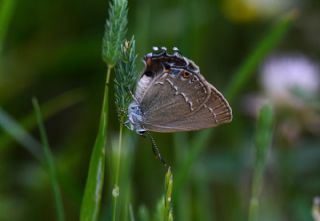 Sevbeni (Satyrium abdominalis)