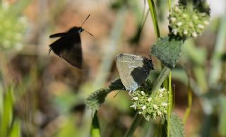 Sevbeni (Satyrium abdominalis)