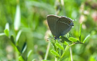 Sevbeni (Satyrium abdominalis)