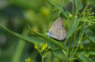 Sevbeni (Satyrium abdominalis)