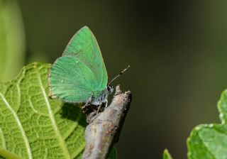 Zmrt (Callophrys rubi)