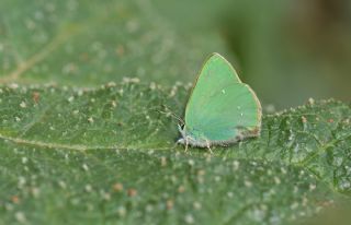 Nahvan Zmrt (Callophrys danchenkoi)