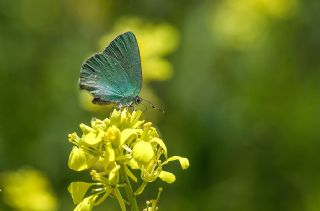 Nahvan Zmrt (Callophrys danchenkoi)