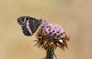 Kara Murat (Brintesia  circe)