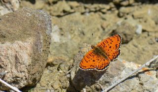 Trkistan parhan (Melitaea arduinna)