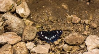 Akdeniz Hanmeli Kelebei (Limenitis reducta)