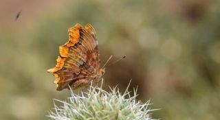 Anadolu Y�rt�kp�rt���&nbsp;(Inachis&nbsp;egea)