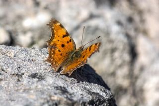 Anadolu Yrtkprt (Inachis egea)