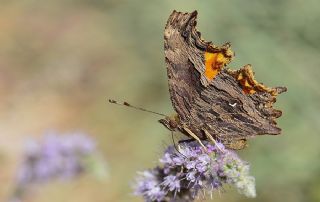 Anadolu Yrtkprt (Nymphalis egea)