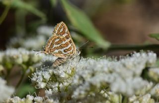 eytanck (Cigaritis acamas)