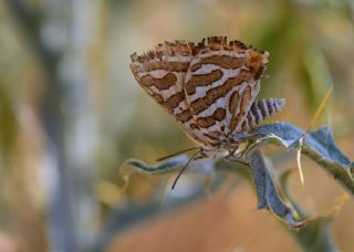 eytanck (Cigaritis acamas)