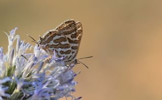 eytanck (Cigaritis acamas)