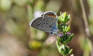 Mcevher Kelebei (Chilades trochylus)