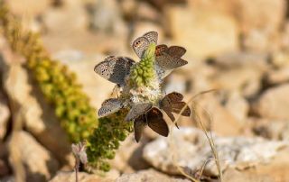 Mcevher Kelebei (Chilades trochylus)
