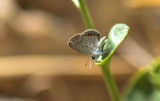 Mcevher Kelebei (Chilades trochylus)
