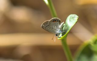 Mcevher Kelebei (Chilades trochylus)