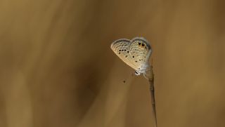 Mcevher Kelebei (Chilades trochylus)