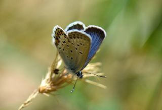 das Mavisi, Esmergz (Plebejus idas)