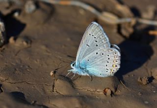 okgzl Amanda (Polyommatus amandus)