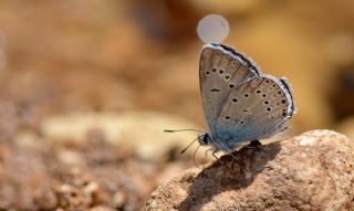 okgzl Amanda (Polyommatus amandus)