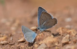 okgzl Amanda (Polyommatus amandus)