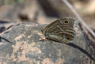 Beyaz Bandl Karamelek (Hipparchia parisatis)