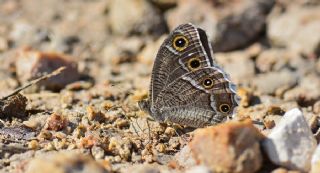 Beyaz Bandl Karamelek (Hipparchia parisatis)