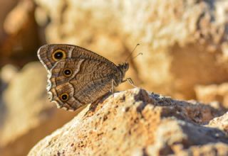 Beyaz Bandl Karamelek (Hipparchia parisatis)