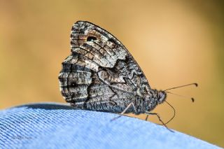 Byk Karamelek (Hipparchia syriaca)