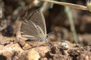 okgzl Demavend Esmeri (Polyommatus demavendi)