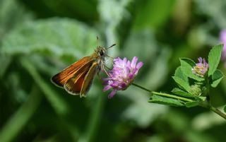 Siyah Antenli Zpzp (Thymelicus lineolus)