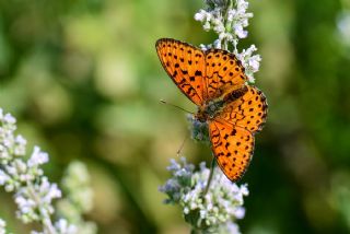 ift Noktal Brentis (Brenthis hecate)