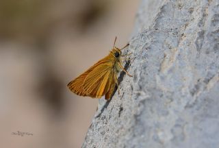 Sar Lekeli Zpzp (Thymelicus acteon)