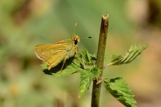 Orman Zpzp (Ochlodes sylvanus)