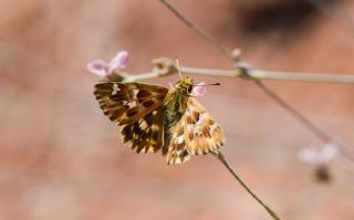 Mermer Zpzp (Carcharodus lavatherae)