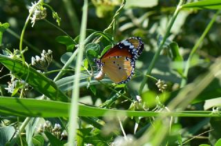 Sultan (Danaus chrysippus)